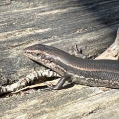 Pseudemoia entrecasteauxii (Woodland Tussock-skink) at Jagungal Wilderness, NSW - 10 Jan 2023 by Pirom