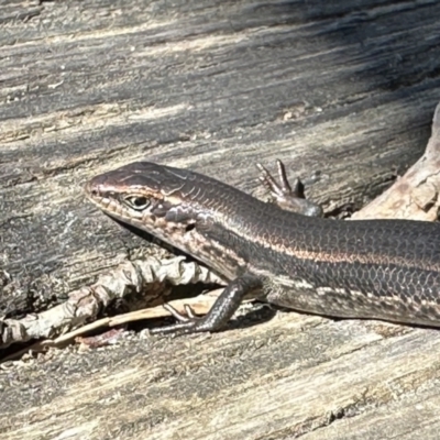 Pseudemoia entrecasteauxii (Woodland Tussock-skink) at Kosciuszko National Park - 9 Jan 2023 by Pirom