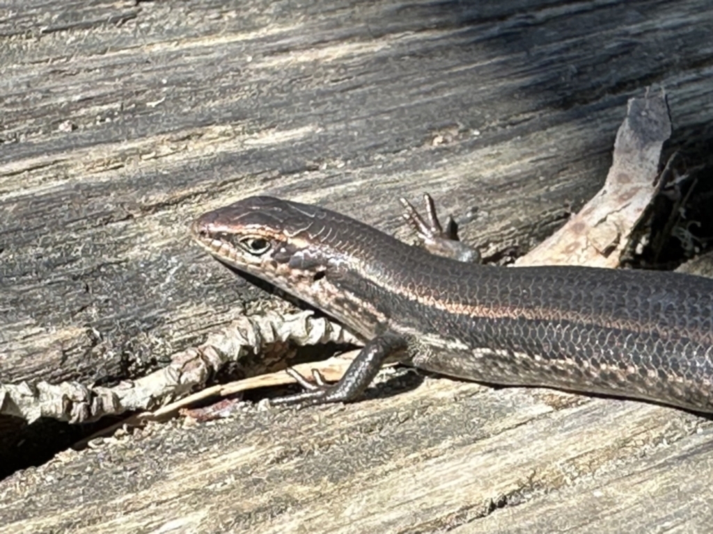 Pseudemoia entrecasteauxii at Jagungal Wilderness, NSW - 10 Jan 2023