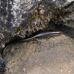 Eulamprus tympanum (Southern Water Skink) at Jagungal Wilderness, NSW - 10 Jan 2023 by Pirom