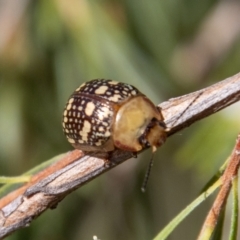 Paropsis pictipennis (Tea-tree button beetle) at Paddys River, ACT - 9 Jan 2023 by SWishart