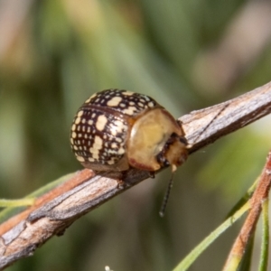 Paropsis pictipennis at Paddys River, ACT - 9 Jan 2023 09:59 AM