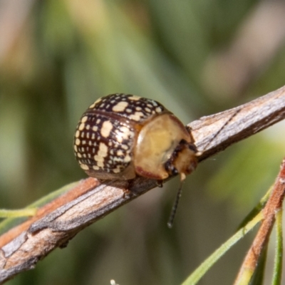 Paropsis pictipennis (Tea-tree button beetle) at Paddys River, ACT - 9 Jan 2023 by SWishart