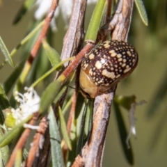 Paropsis pictipennis at Paddys River, ACT - 9 Jan 2023