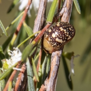 Paropsis pictipennis at Paddys River, ACT - 9 Jan 2023 09:59 AM