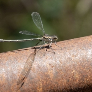 Austroargiolestes icteromelas at Paddys River, ACT - 9 Jan 2023