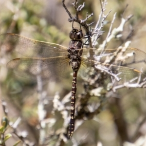 Adversaeschna brevistyla at Paddys River, ACT - 9 Jan 2023 10:46 AM