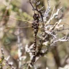 Adversaeschna brevistyla (Blue-spotted Hawker) at Paddys River, ACT - 8 Jan 2023 by SWishart