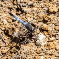 Orthetrum caledonicum (Blue Skimmer) at Paddys River, ACT - 9 Jan 2023 by SWishart