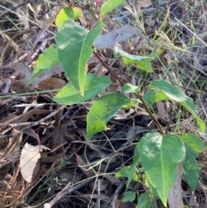 Prunus sp. at Watson, ACT - 11 Jan 2023
