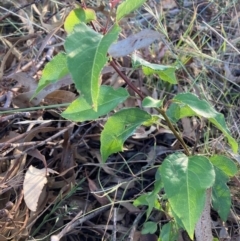 Prunus sp. (A Plum) at Watson, ACT - 11 Jan 2023 by waltraud