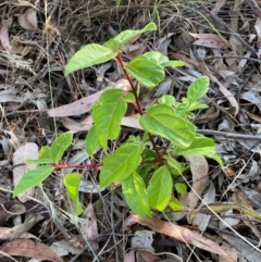 Viburnum tinus (Laurustinus) at Watson, ACT - 11 Jan 2023 by waltraud