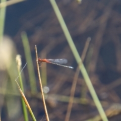 Xanthagrion erythroneurum (Red & Blue Damsel) at Paddys River, ACT - 9 Jan 2023 by SWishart