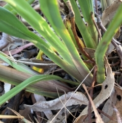 Unverified Plant at Watson, ACT - 11 Jan 2023 by waltraud