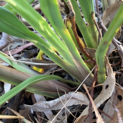 Unverified Plant at Watson, ACT - 11 Jan 2023 by waltraud
