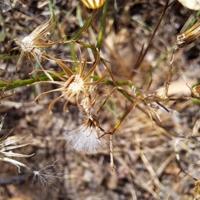 Senecio (genus) (A Fireweed) at Hackett, ACT - 13 Jan 2023 by abread111