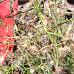 Senecio sp. at Hackett, ACT - 13 Jan 2023