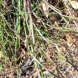 Senecio sp. at Hackett, ACT - 13 Jan 2023