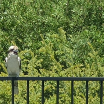 Dacelo novaeguineae (Laughing Kookaburra) at Garran, ACT - 13 Jan 2023 by Kelly123456