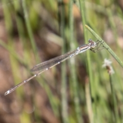 Austrolestes analis (Slender Ringtail) at Bullen Range - 9 Jan 2023 by SWishart