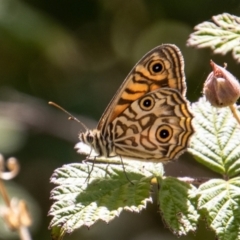 Geitoneura acantha (Ringed Xenica) at Bullen Range - 9 Jan 2023 by SWishart