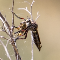 Chrysopogon muelleri (Robber fly) at Paddys River, ACT - 9 Jan 2023 by SWishart