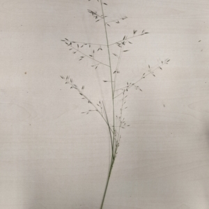 Eragrostis leptostachya at Yarralumla, ACT - 13 Jan 2023