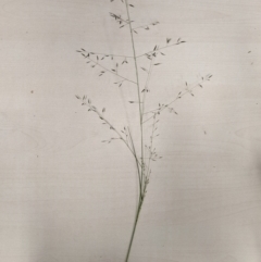 Eragrostis leptostachya (A Lovegrass) at Yarralumla, ACT - 13 Jan 2023 by MattM