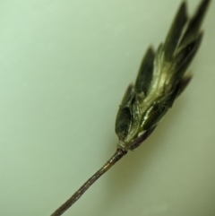 Eragrostis leptostachya at Yarralumla, ACT - 13 Jan 2023