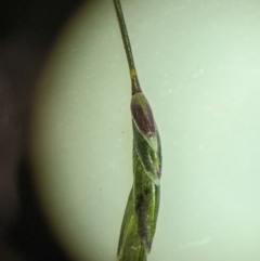 Eragrostis leptostachya at Yarralumla, ACT - 13 Jan 2023 05:06 PM