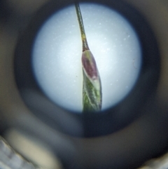 Eragrostis leptostachya at Yarralumla, ACT - 13 Jan 2023