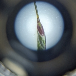 Eragrostis leptostachya at Yarralumla, ACT - 13 Jan 2023