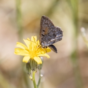 Lucia limbaria at Greenway, ACT - 9 Jan 2023