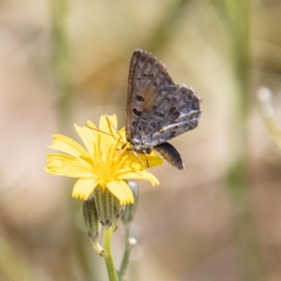 Lucia limbaria (Chequered Copper) at Bullen Range - 9 Jan 2023 by SWishart