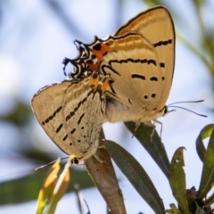 Jalmenus evagoras (Imperial Hairstreak) at Greenway, ACT - 9 Jan 2023 by SWishart