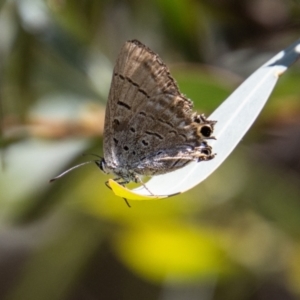 Jalmenus ictinus at Greenway, ACT - 9 Jan 2023