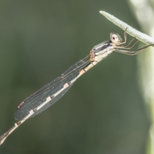 Austrolestes leda at Chapman, ACT - 9 Jan 2023 04:27 PM