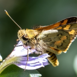 Ocybadistes walkeri at Chapman, ACT - 9 Jan 2023