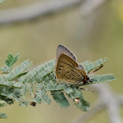 Jalmenus ictinus (Stencilled Hairstreak) at Paddys River, ACT - 12 Jan 2023 by DPRees125