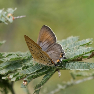 Jalmenus ictinus at Paddys River, ACT - 12 Jan 2023