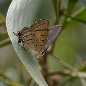 Jalmenus ictinus at Paddys River, ACT - 12 Jan 2023