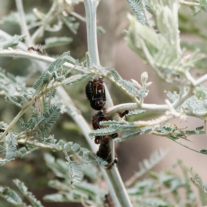 Jalmenus ictinus at Paddys River, ACT - 12 Jan 2023