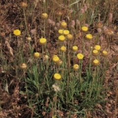 Rutidosis leiolepis (Monaro Golden Daisy) at Adaminaby, NSW - 4 Dec 2020 by AndyRoo