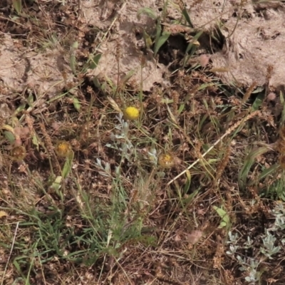 Rutidosis leiolepis (Monaro Golden Daisy) at Adaminaby, NSW - 5 Dec 2020 by AndyRoo