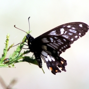 Papilio anactus at Bonner, ACT - 13 Jan 2023