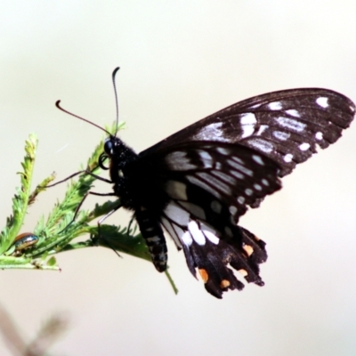 Papilio anactus (Dainty Swallowtail) at Bonner, ACT - 13 Jan 2023 by Bigjim