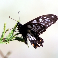 Papilio anactus (Dainty Swallowtail) at Bonner, ACT - 13 Jan 2023 by Bigjim