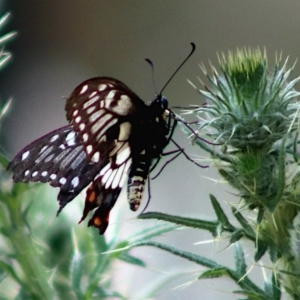 Papilio anactus at Bonner, ACT - 13 Jan 2023