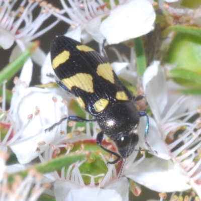 Castiarina puerilis (Jewel beetle) at Namadgi National Park - 10 Jan 2023 by Harrisi