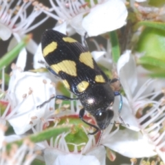 Castiarina puerilis (Jewel beetle) at Cotter River, ACT - 10 Jan 2023 by Harrisi